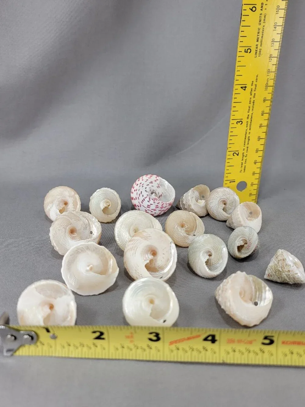 Top Trochus Shell Seashell Lot of 17 Nautical Beach Ocean Decor Crafts